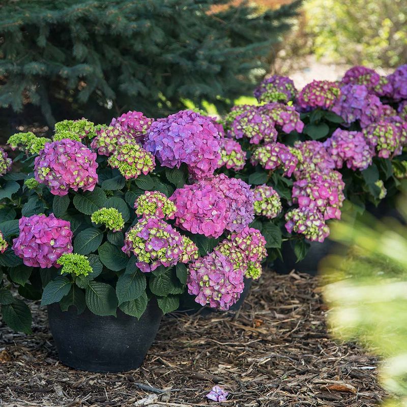 Heat, Water, and Light Shape Southern Rebloom