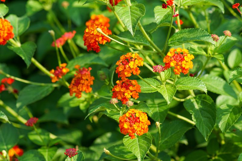 Heat alone does not explain every missing lantana flower