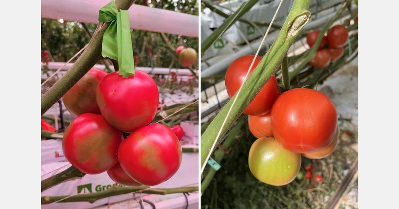 Heat and direct sun can disrupt color development