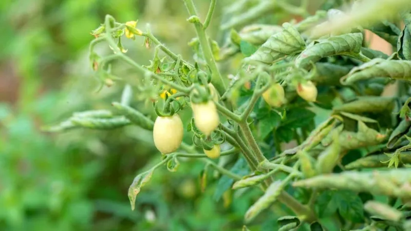 Heat and moisture extremes can stress the plant in opposite ways