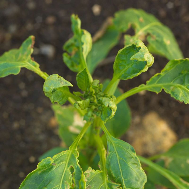 Heat and moisture stress can disrupt water balance
