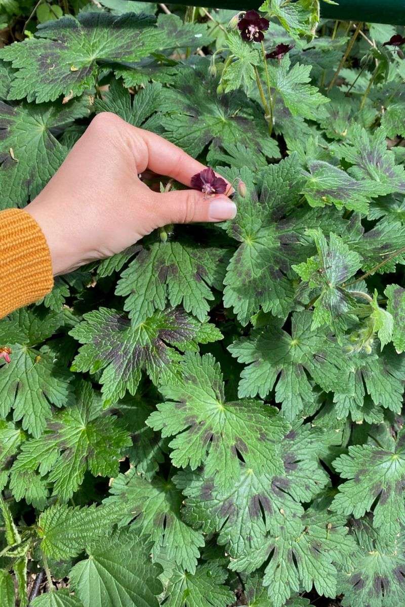 Heat and plant type can explain a midsummer pause