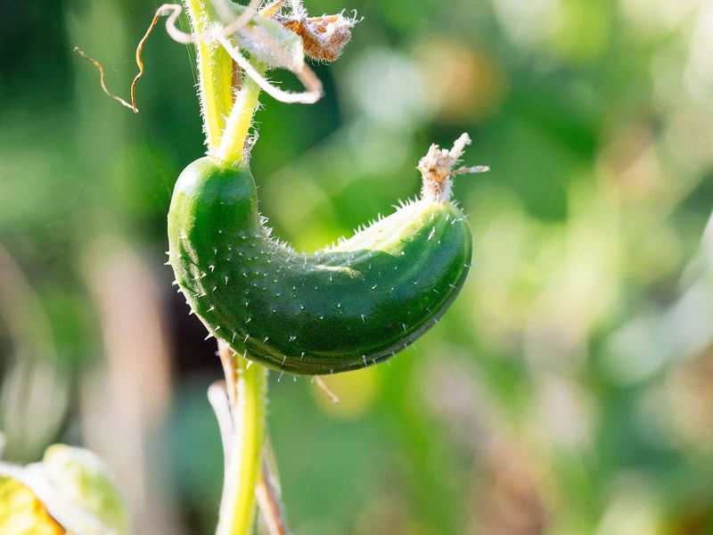 Heat and pollination can stop fruit set on a vigorous vine Heat and pollination can stop fruit set on a vigorous vine