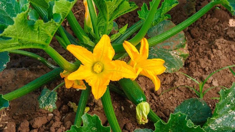 Heat and weather can interfere with fruit set