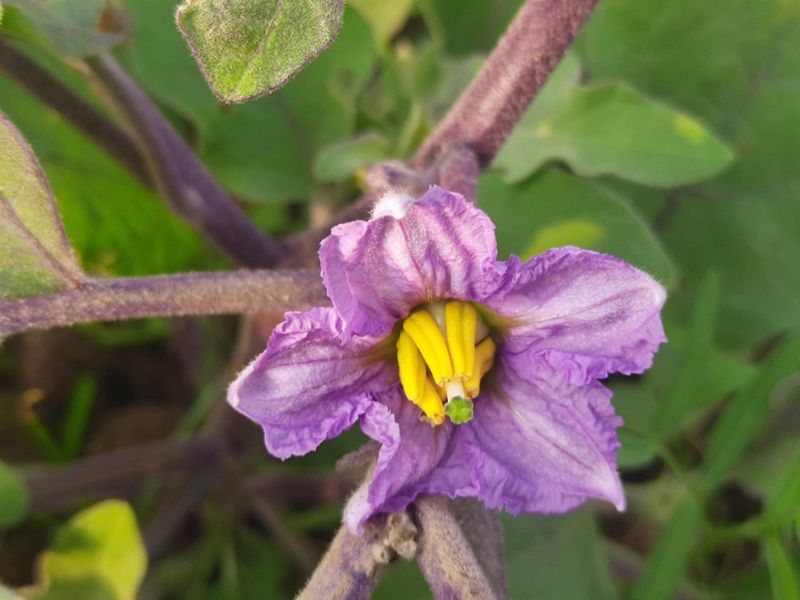 Heat can block fruit set even when the soil is moist