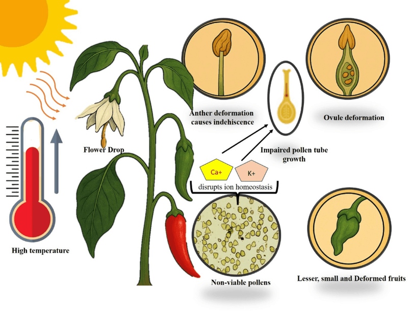 Heat can damage pollen and interrupt fruit set