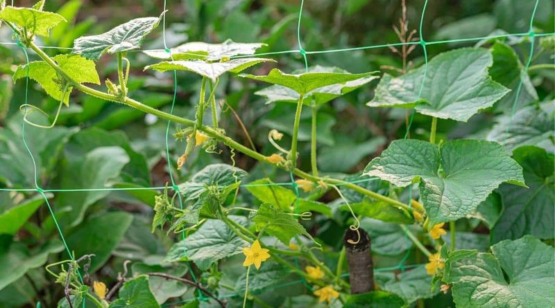 Heat can disrupt fruit set in several ways Heat can disrupt fruit set in several ways