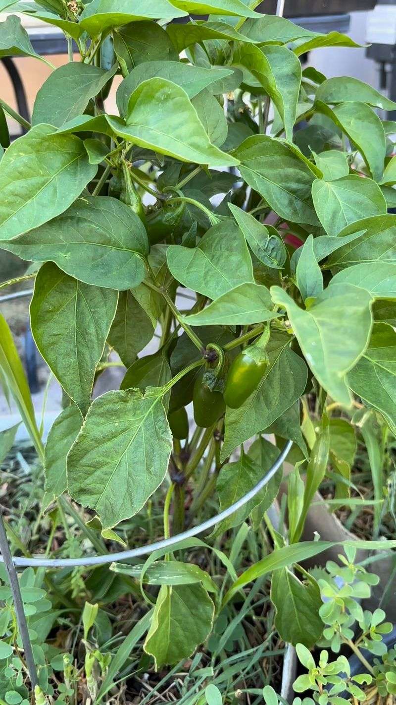 Heat can halt reproduction while the pepper keeps growing Heat can halt reproduction while the pepper keeps growing
