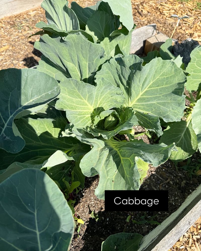 Heat can keep cabbage leafy while heading stalls