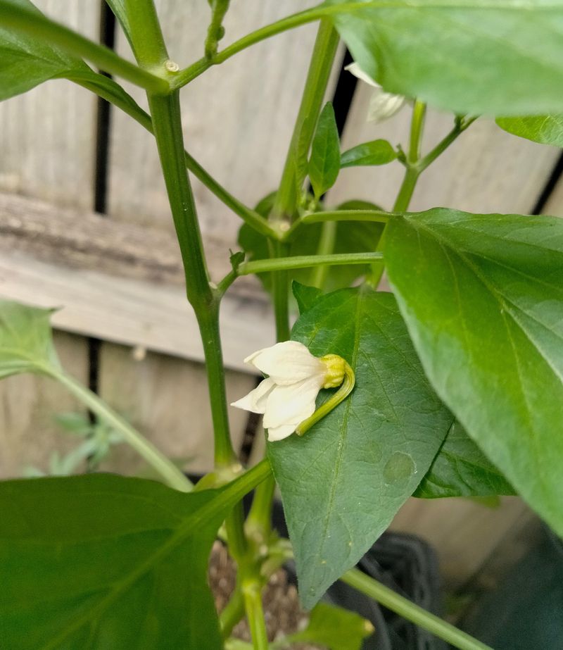 Heat can leave a healthy pepper plant with almost no pods