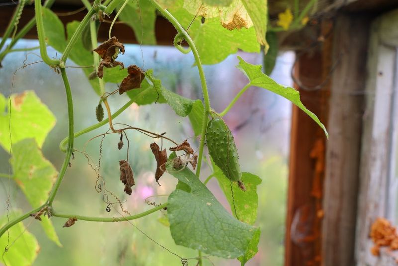 Heat can make a healthy cucumber droop, but continued decline demands a closer look