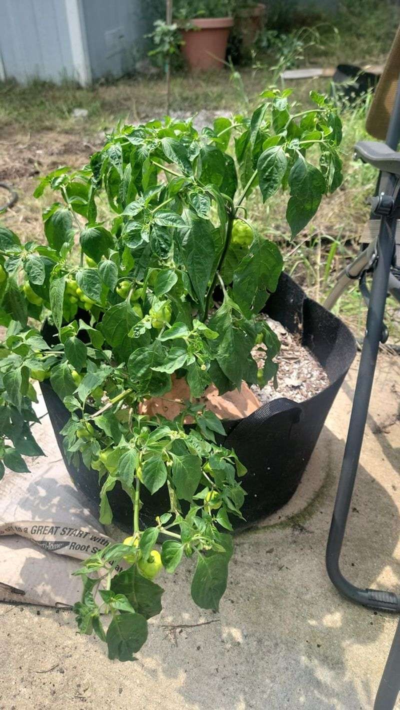 Heat can overwhelm the roots even when soil is not visibly dry