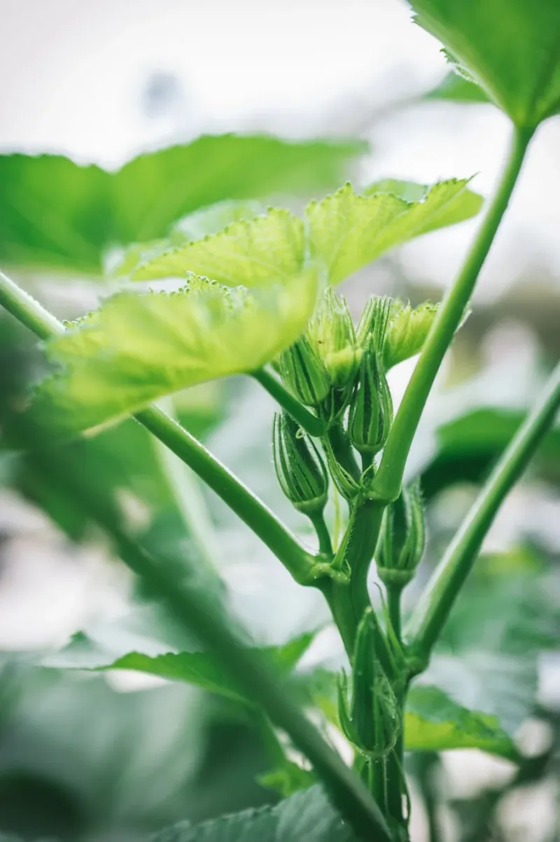 Heat can shorten okra’s tender harvest window Heat can shorten okra’s tender harvest window