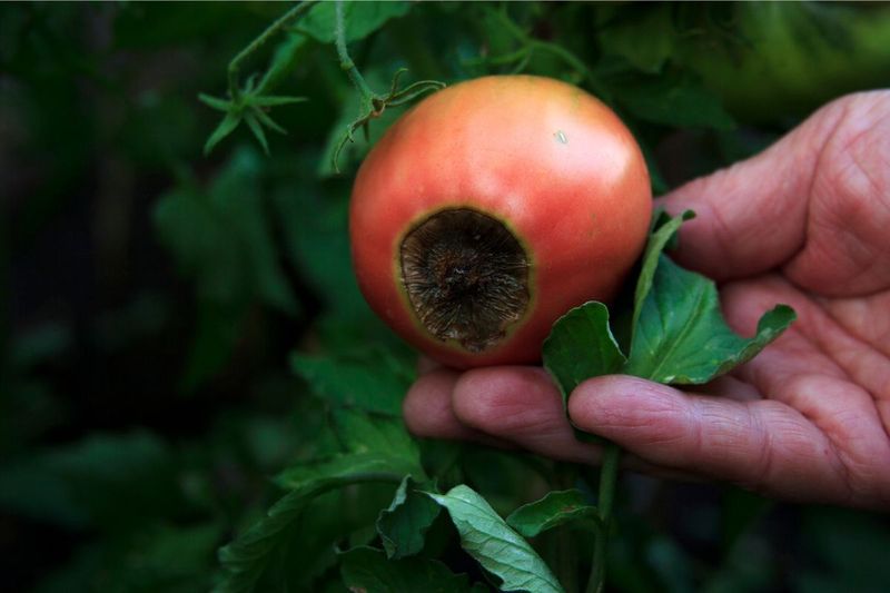 Heat disrupts calcium delivery instead of simply removing calcium from the soil