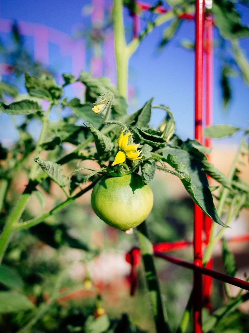 Heat is a common reason mature tomatoes stay green Heat is a common reason mature tomatoes stay green