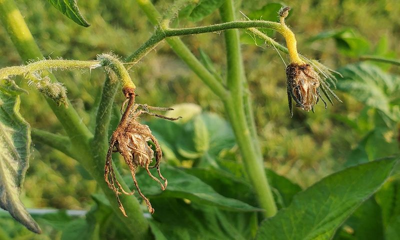 Heat may spare the leaves but reduce the harvest