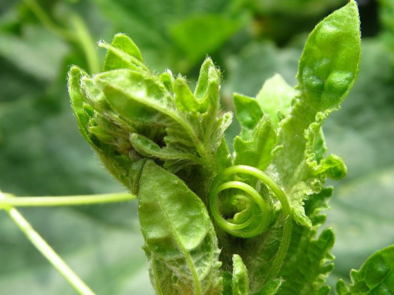 Heat may trigger leaf roll, but it does not prove the cause Heat may trigger leaf roll, but it does not prove the cause