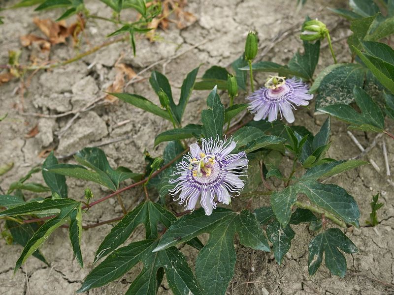 Heat tolerance still depends on establishment care
