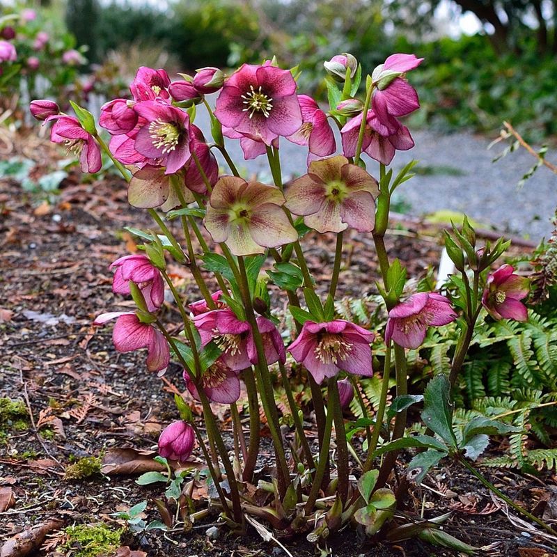 Hellebore