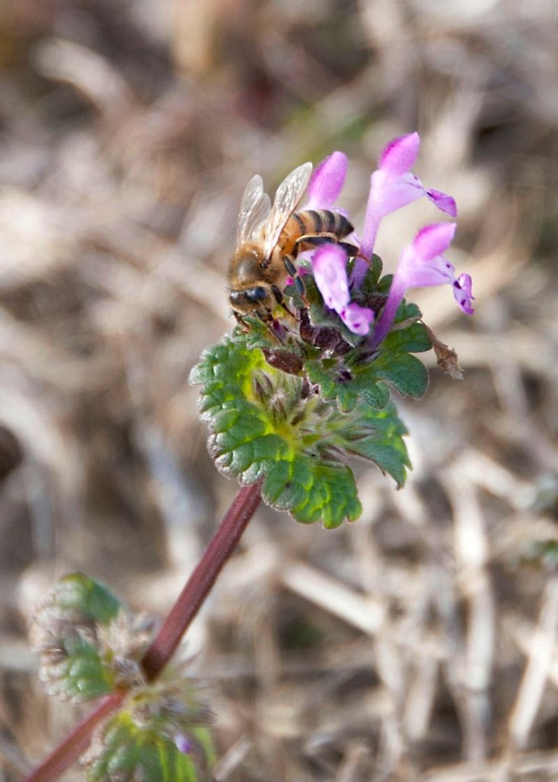 Henbit can feed early-season visitors—but it is not native habitat Henbit can feed early-season visitors—but it is not native habitat