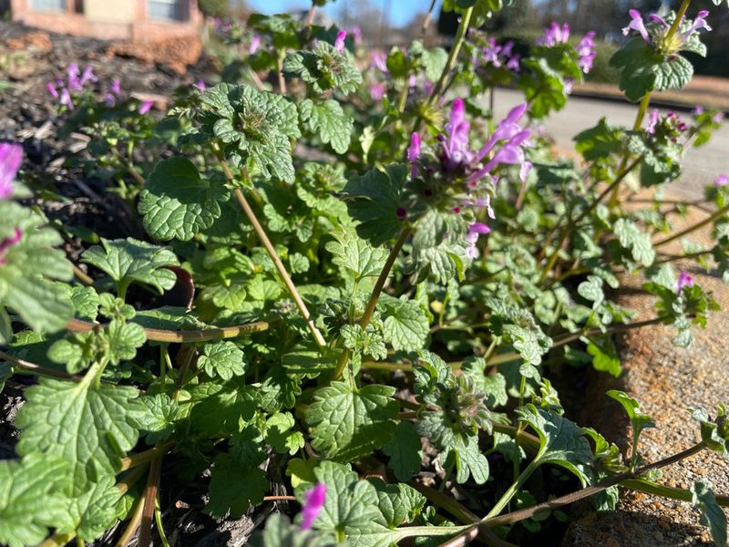 Henbit offers a brief spring window Henbit offers a brief spring window
