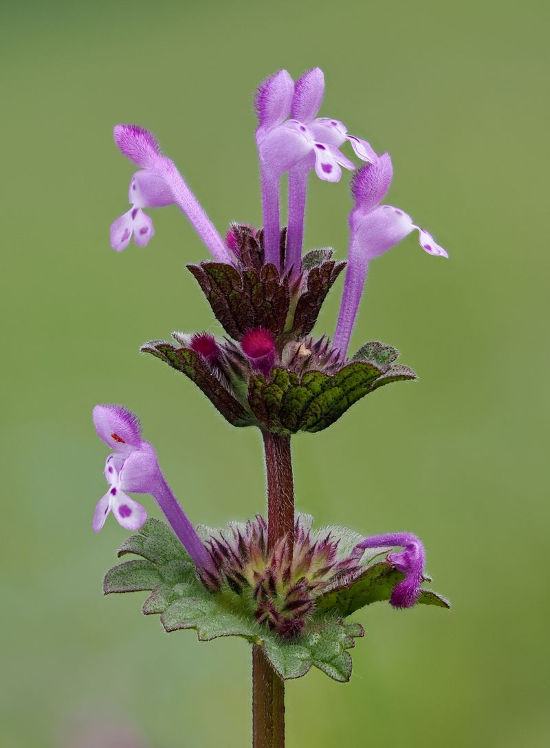 Henbit reveals itself by its stem and leaves Henbit reveals itself by its stem and leaves
