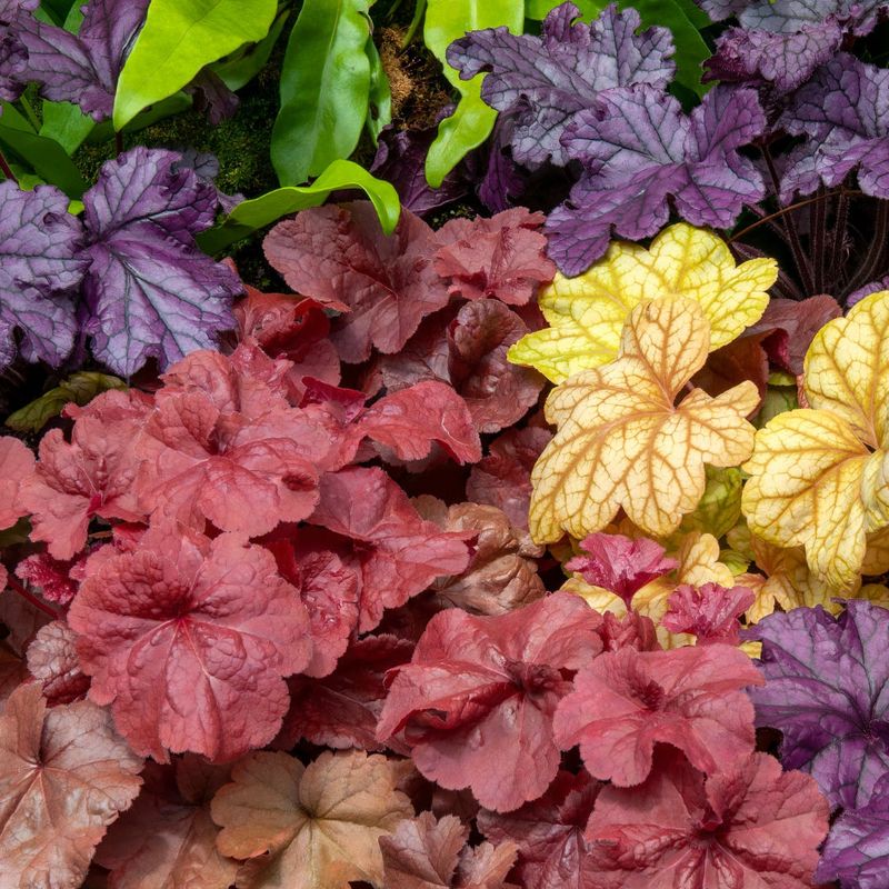 Heuchera (Coral Bells) Heuchera (Coral Bells)