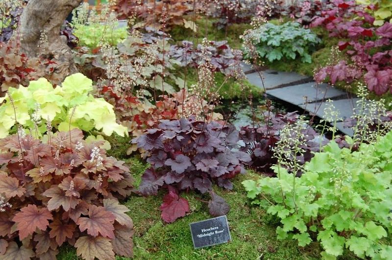 Heuchera (Coral Bells)