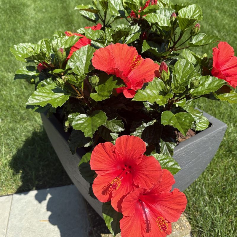 Hibiscus