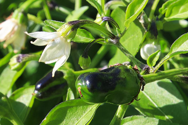 High temperatures can stop a flower before a pepper forms