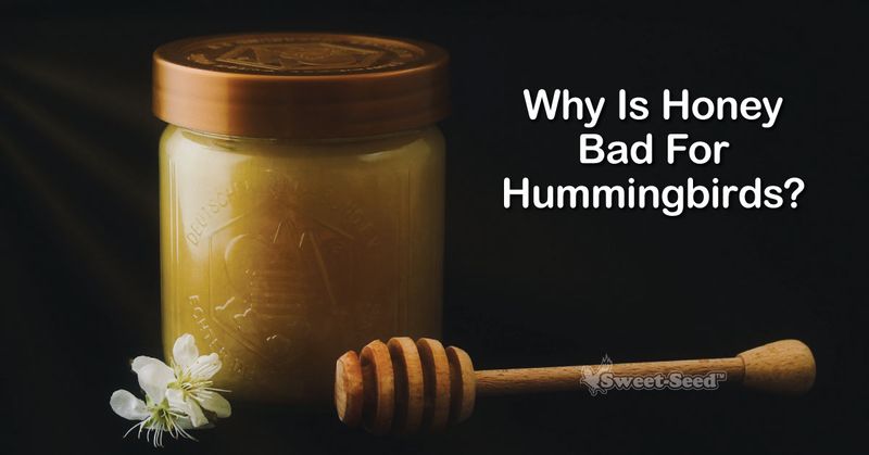Honey Water (Never Pour This) Honey Water (Never Pour This)