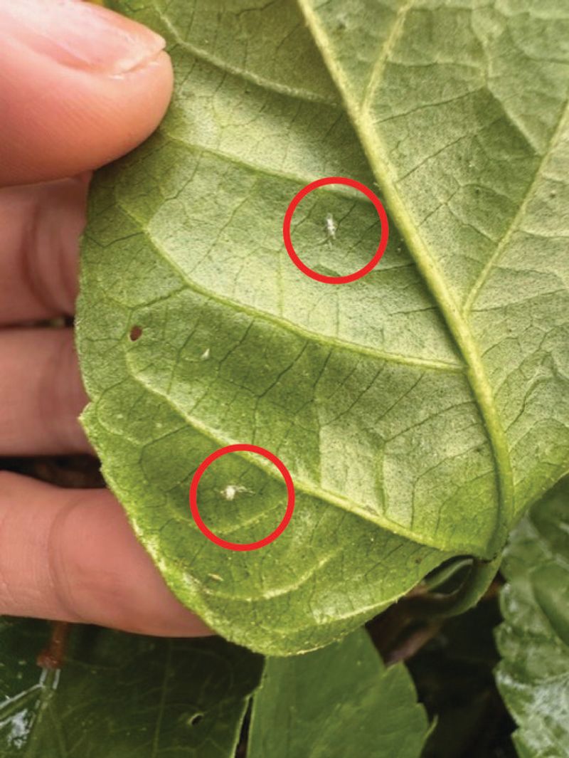 Hopperburn reveals the insect’s feeding damage