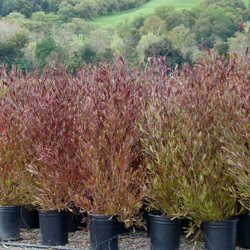 Hopseed Bush (Dodonaea viscosa)