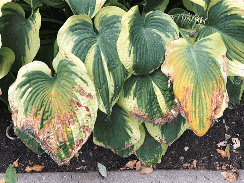Hostas struggle when a shady plant meets an exposed Texas bed
