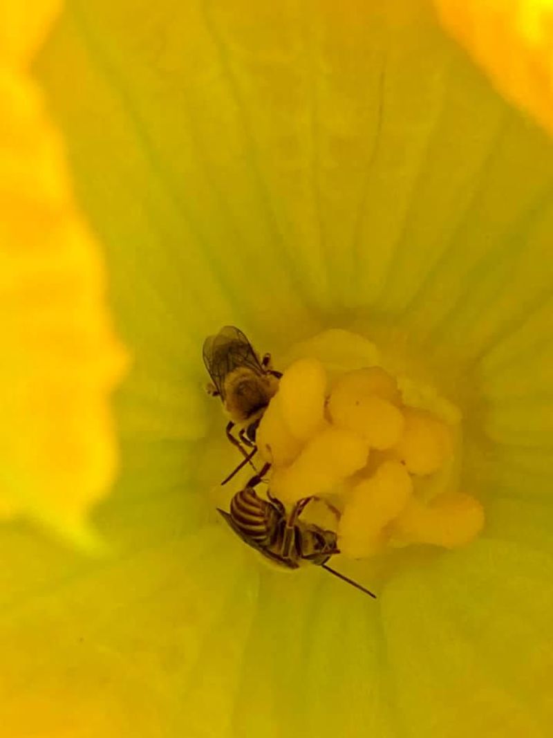 Hot Weather Can Reduce Pollination Success During the Morning