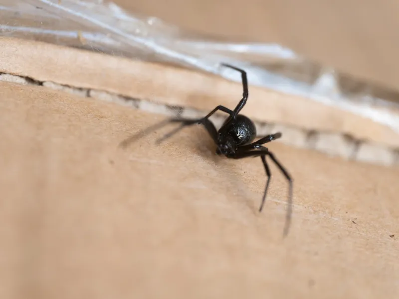 Hot Weather Does Not Create a Black Widow Infestation
