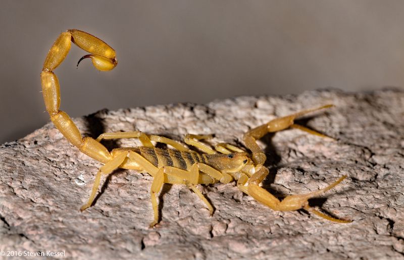 Hot, dry July and August can bring more Texas scorpion sightings Hot, dry July and August can bring more Texas scorpion sightings