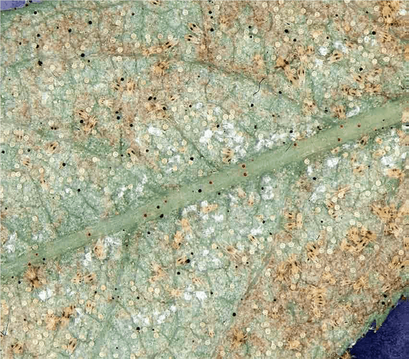 Hot, dry conditions can help spider mites build quickly