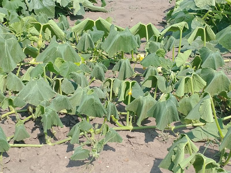 Hot, dry weather helps an existing mite problem accelerate Hot, dry weather helps an existing mite problem accelerate