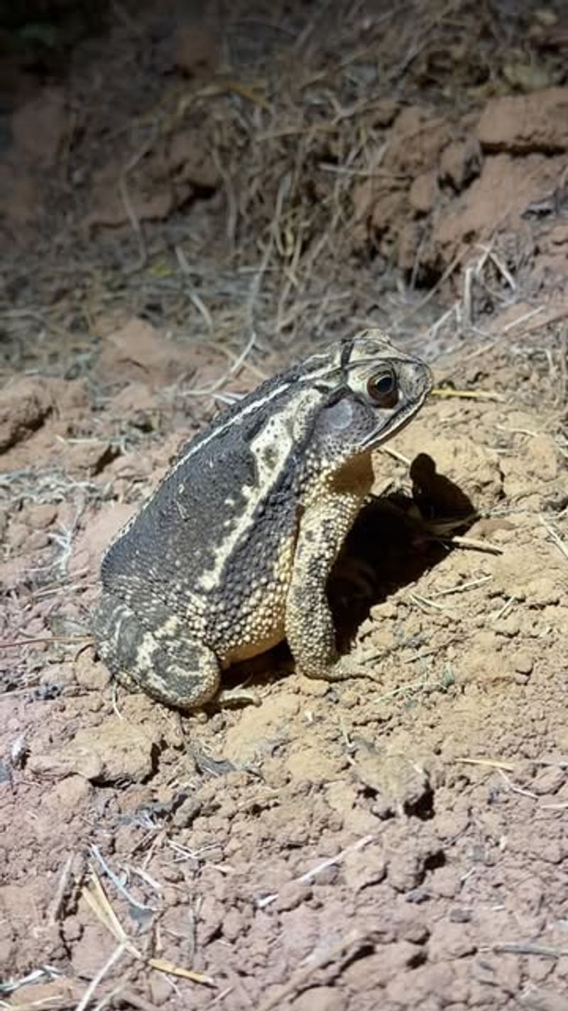 Hot, dry weather may limit summer toad activity