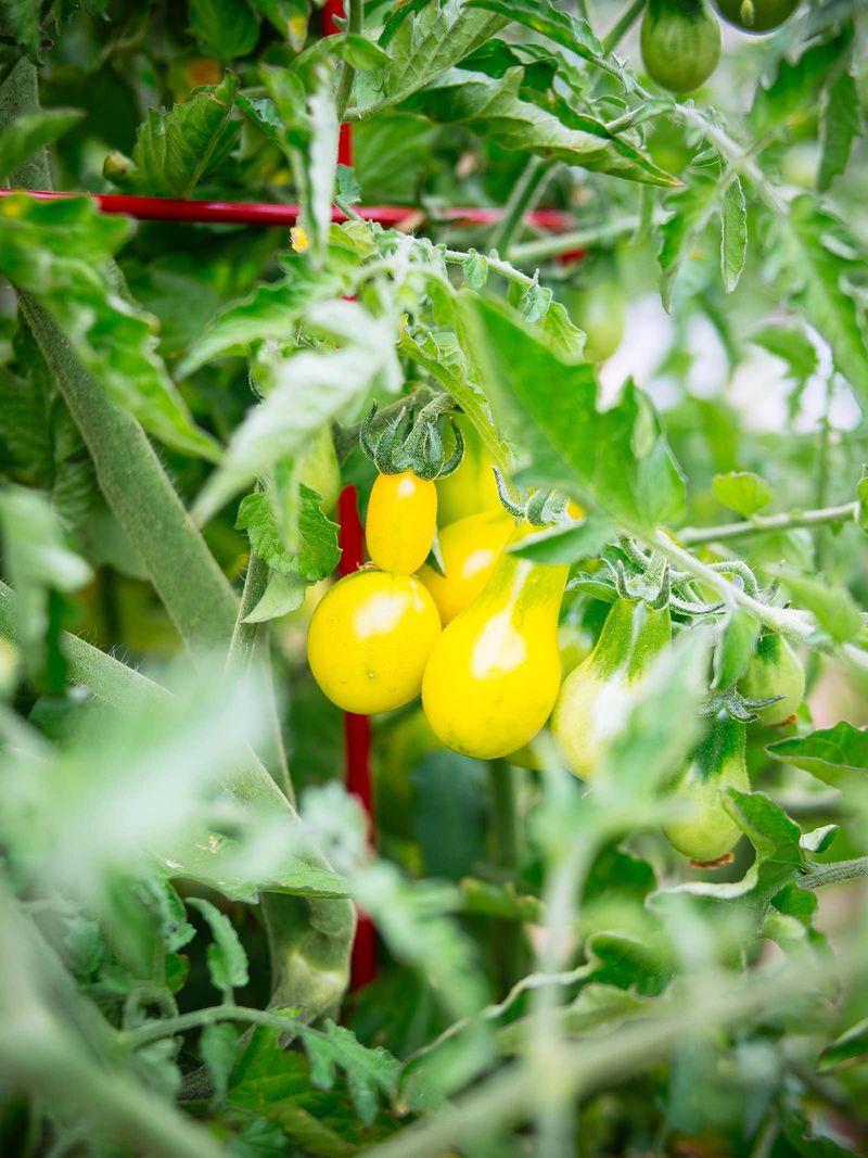 Hot nights add stress and can reduce new fruit set Hot nights add stress and can reduce new fruit set