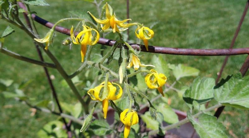 Hot nights keep Southern tomatoes from setting fruit