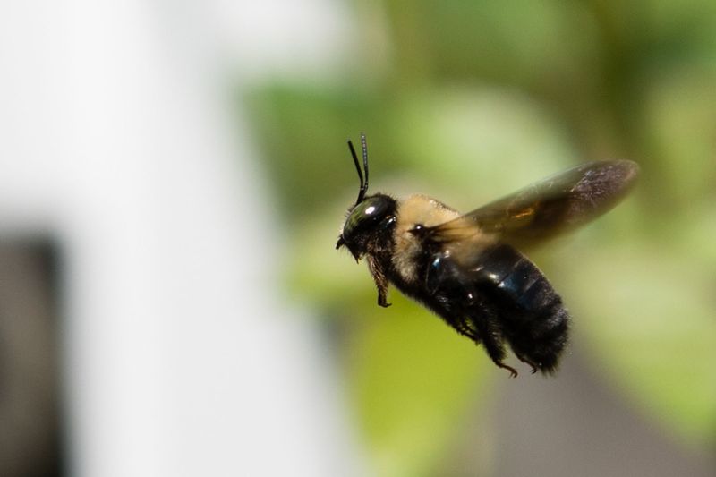 Hovering males look threatening, but disturbance and ladder work create the real risks