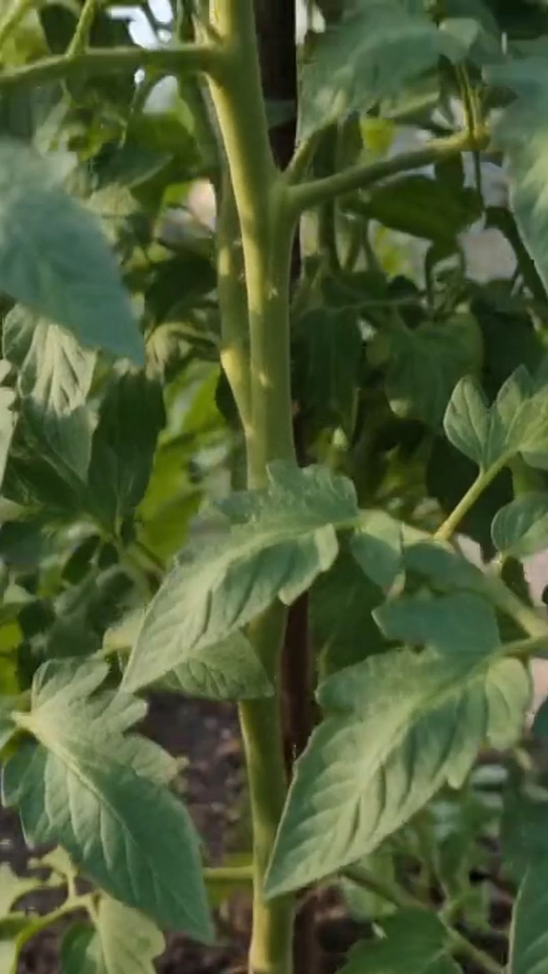 How Excess Nitrogen Can Distort Fruiting During a Heat Stall