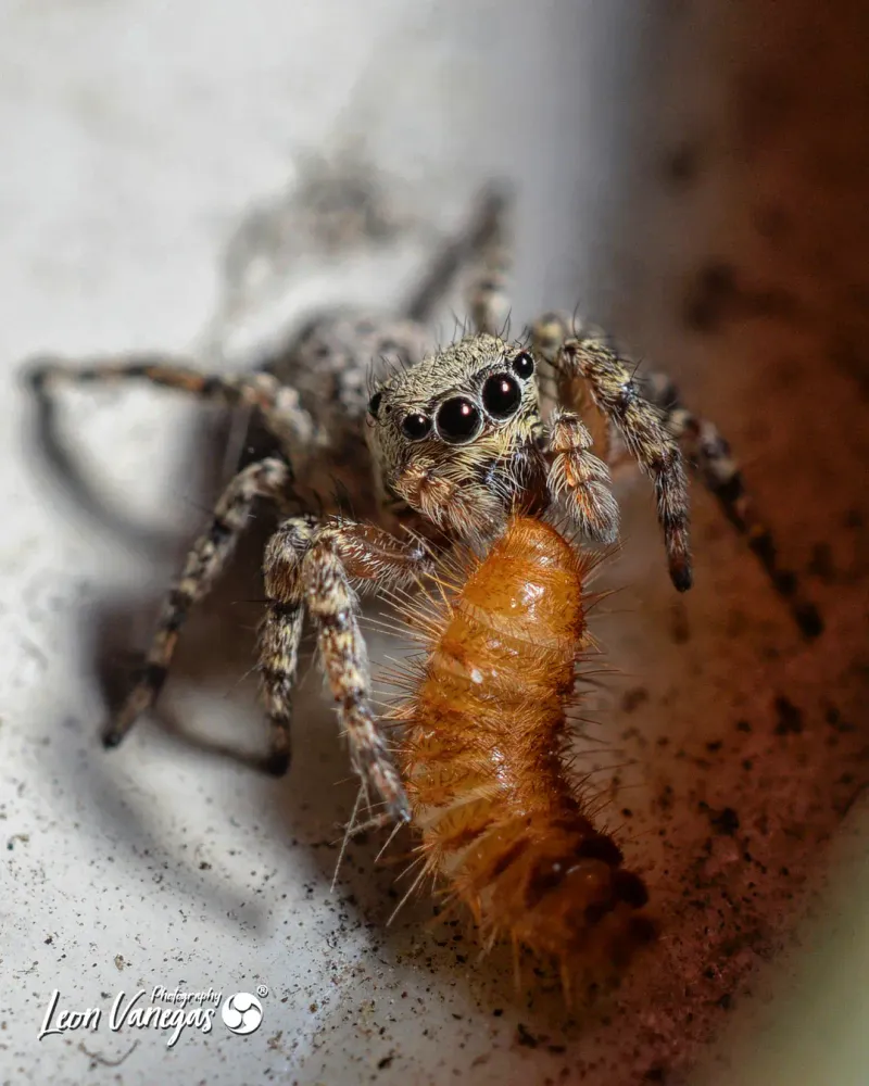 How Jumping Spiders Hunt Without Capture Webs How Jumping Spiders Hunt Without Capture Webs