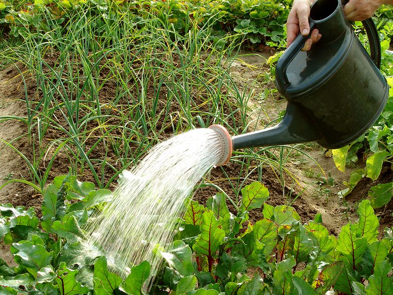 How Shallow or Inconsistent Watering Can Add Stress