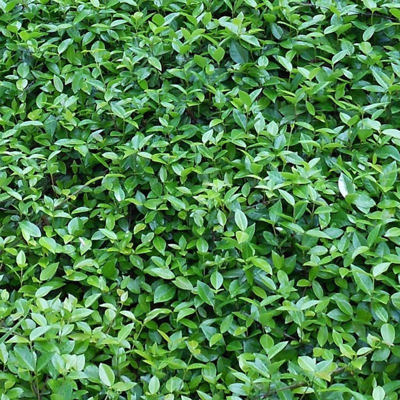 How a filled-in mat reduces weed pressure How a filled-in mat reduces weed pressure