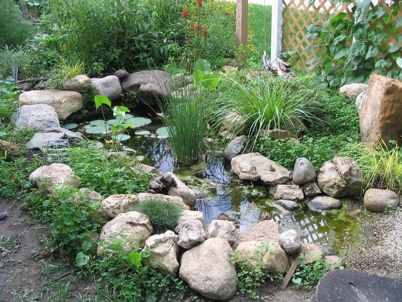How a managed pond can add the aquatic habitat dragonflies need