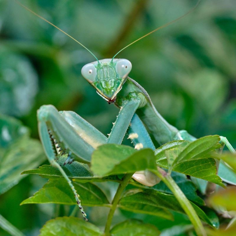 How a mantis hunts—and why that limits its pest-control value