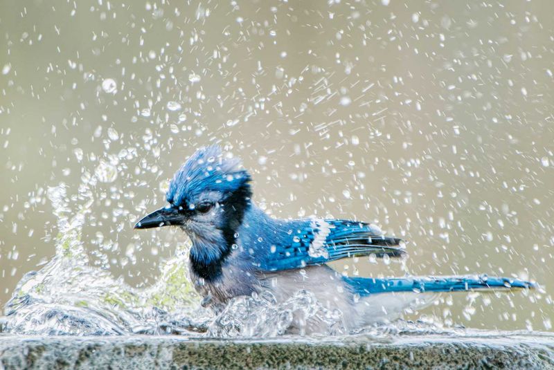 How drinking and bathing can help birds handle heat How drinking and bathing can help birds handle heat